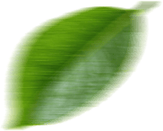 Foglia decorativa naturale per l'integratore DiaFormin